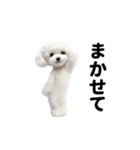 踊る♪トイプードル（個別スタンプ：13）