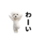 踊る♪トイプードル（個別スタンプ：14）