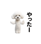 踊る♪トイプードル（個別スタンプ：15）