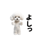 踊る♪トイプードル（個別スタンプ：16）