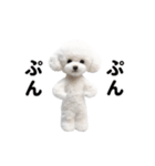 踊る♪トイプードル（個別スタンプ：17）