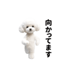 踊る♪トイプードル（個別スタンプ：18）