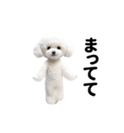 踊る♪トイプードル（個別スタンプ：19）