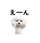 踊る♪トイプードル（個別スタンプ：22）