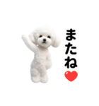 踊る♪トイプードル（個別スタンプ：24）
