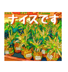 沖縄の市場(まちぐゎー)大好き！（個別スタンプ：29）