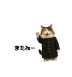 3匹の猫と時々犬（個別スタンプ：3）