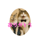 3匹の猫と時々犬（個別スタンプ：4）