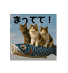 3匹の猫と時々犬（個別スタンプ：6）