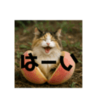3匹の猫と時々犬（個別スタンプ：9）