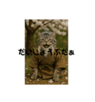 3匹の猫と時々犬（個別スタンプ：11）