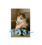 3匹の猫と時々犬（個別スタンプ：15）