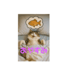 3匹の猫と時々犬（個別スタンプ：16）