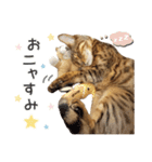 Bellの毎日スタンプ（個別スタンプ：3）