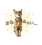 Bellの毎日スタンプ（個別スタンプ：5）