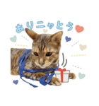 Bellの毎日スタンプ（個別スタンプ：7）