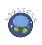 初夏きらめく大人お祝いスタンプ（個別スタンプ：13）