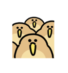 ふわもこアメリカヤマシギ 動くスタンプ（個別スタンプ：8）