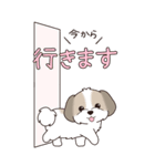 『シーズー』ちょこっと♡ダジャレ（個別スタンプ：21）