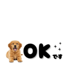 敬語で伝える♡ゴールデン（横長）（個別スタンプ：7）