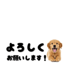 敬語で伝える♡ゴールデン（横長）（個別スタンプ：8）