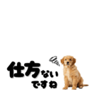 敬語で伝える♡ゴールデン（横長）（個別スタンプ：33）