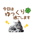 敬語のアメショスタンプ（個別スタンプ：23）