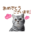 敬語のアメショスタンプ（個別スタンプ：39）