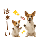 敬語で伝える♡ジャックラッセル親子（個別スタンプ：3）