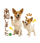 敬語で伝える♡ジャックラッセル親子（個別スタンプ：8）