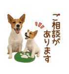 敬語で伝える♡ジャックラッセル親子（個別スタンプ：10）