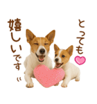 敬語で伝える♡ジャックラッセル親子（個別スタンプ：11）