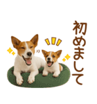 敬語で伝える♡ジャックラッセル親子（個別スタンプ：12）
