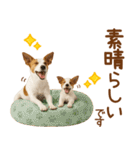 敬語で伝える♡ジャックラッセル親子（個別スタンプ：13）