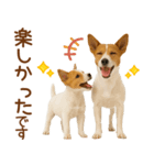 敬語で伝える♡ジャックラッセル親子（個別スタンプ：14）