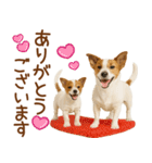 敬語で伝える♡ジャックラッセル親子（個別スタンプ：16）