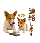 敬語で伝える♡ジャックラッセル親子（個別スタンプ：17）