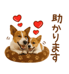 敬語で伝える♡ジャックラッセル親子（個別スタンプ：19）