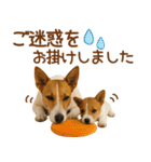 敬語で伝える♡ジャックラッセル親子（個別スタンプ：21）