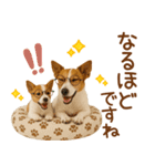 敬語で伝える♡ジャックラッセル親子（個別スタンプ：22）
