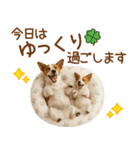 敬語で伝える♡ジャックラッセル親子（個別スタンプ：23）