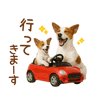 敬語で伝える♡ジャックラッセル親子（個別スタンプ：25）