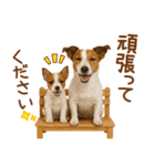 敬語で伝える♡ジャックラッセル親子（個別スタンプ：26）