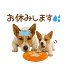 敬語で伝える♡ジャックラッセル親子（個別スタンプ：28）
