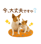 敬語で伝える♡ジャックラッセル親子（個別スタンプ：30）