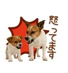 敬語で伝える♡ジャックラッセル親子（個別スタンプ：31）