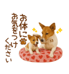 敬語で伝える♡ジャックラッセル親子（個別スタンプ：33）