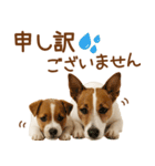 敬語で伝える♡ジャックラッセル親子（個別スタンプ：36）