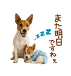 敬語で伝える♡ジャックラッセル親子（個別スタンプ：38）