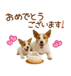 敬語で伝える♡ジャックラッセル親子（個別スタンプ：39）